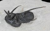 Devil Horned Cyphaspis Walteri Trilobite - #39778-4